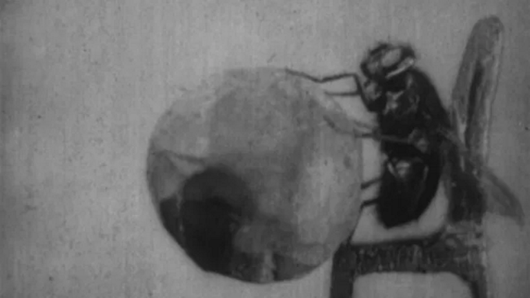 Minute Bodies: The Intimate World of F. Percy Smith (2016) it’s a tribute to life, in all its messy glory (Review)