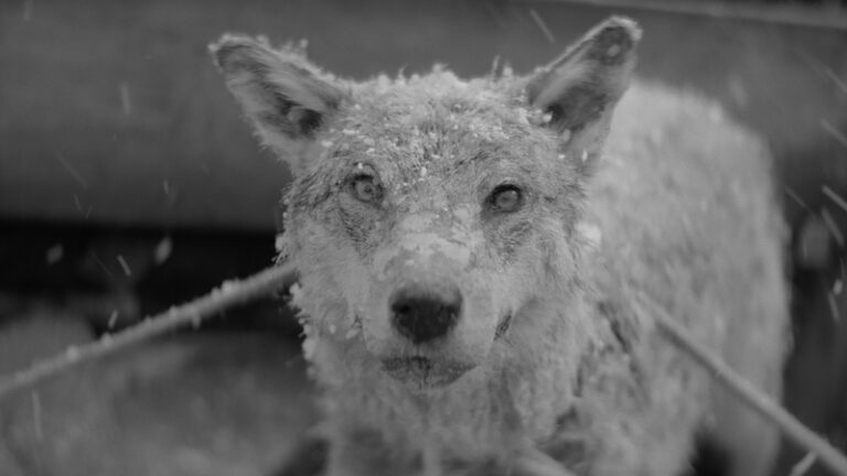 January (2021) A Master Class in imagery, and the conflict between modernity and tradition (Review)