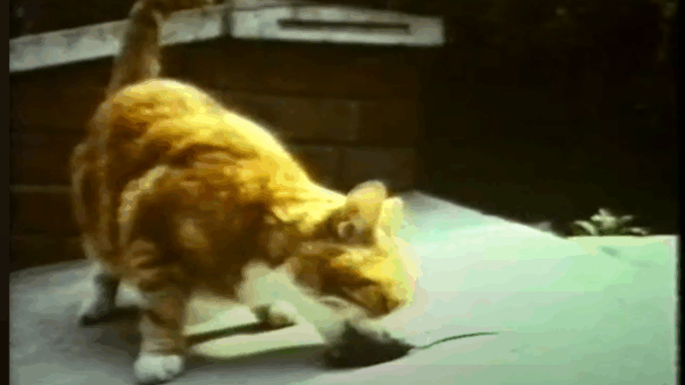 Outside the Blue Box: Claws (1987)